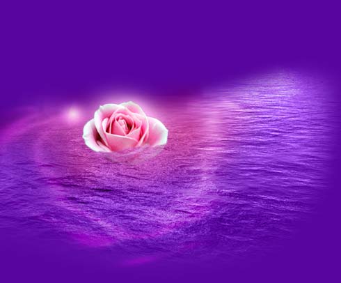 rose