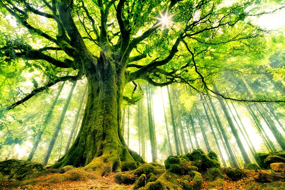 tree-photo